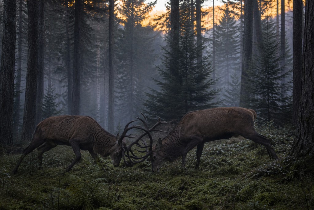Wild — Hirsch im Revierkampf